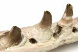 Mosasaur Jaw with Eleven Teeth - Morocco #225340-8
